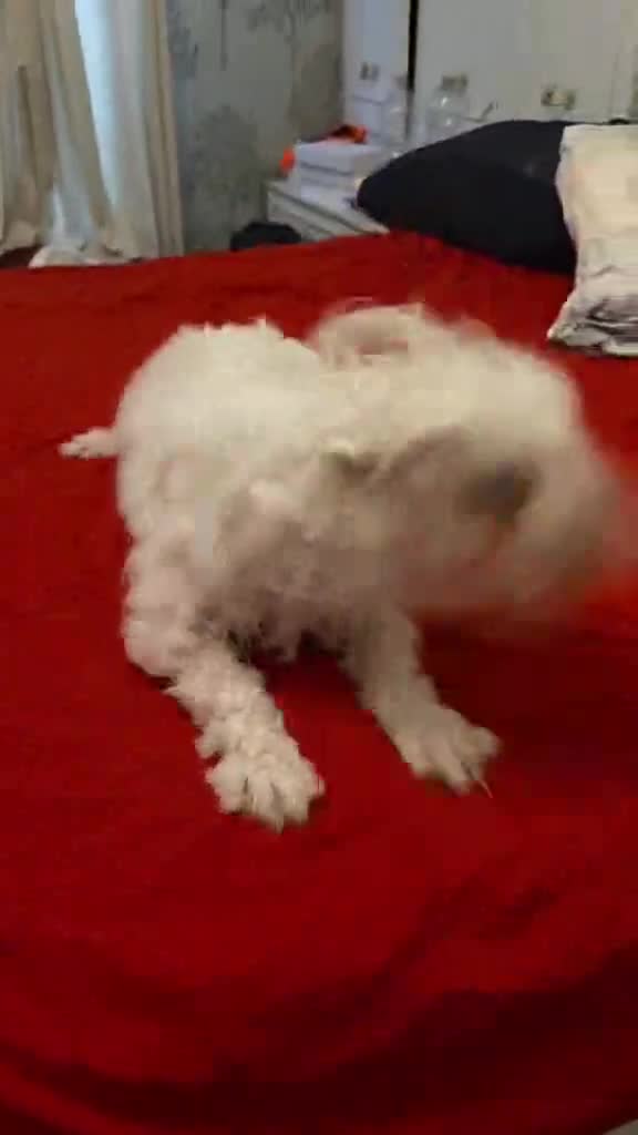 Bichon Frise dogs for sale: Bella Playful female Bichon Frise of 1 year - Video 3
