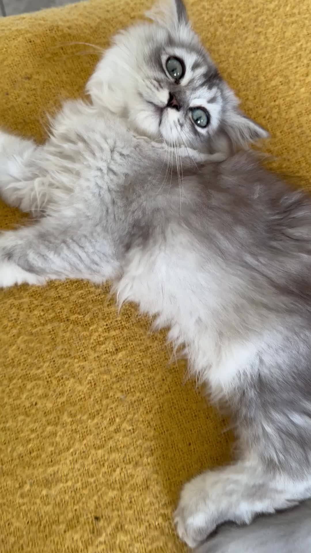 Scottish Fold cats for sale: Adorable Pure Scottish Fold Chinchilla Kittens in South Ockendon - Video 1