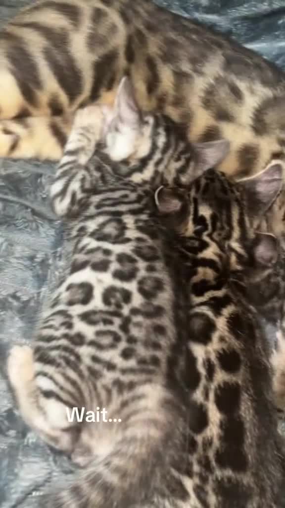 Bengal cats for sale: 🐆2 glitter gene tica bengal left naw ! 🐆 - Video 1