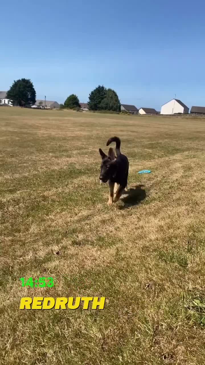 German Shepherd dogs for sale: 6 month old working line German shepherd  in Redruth - Video 1