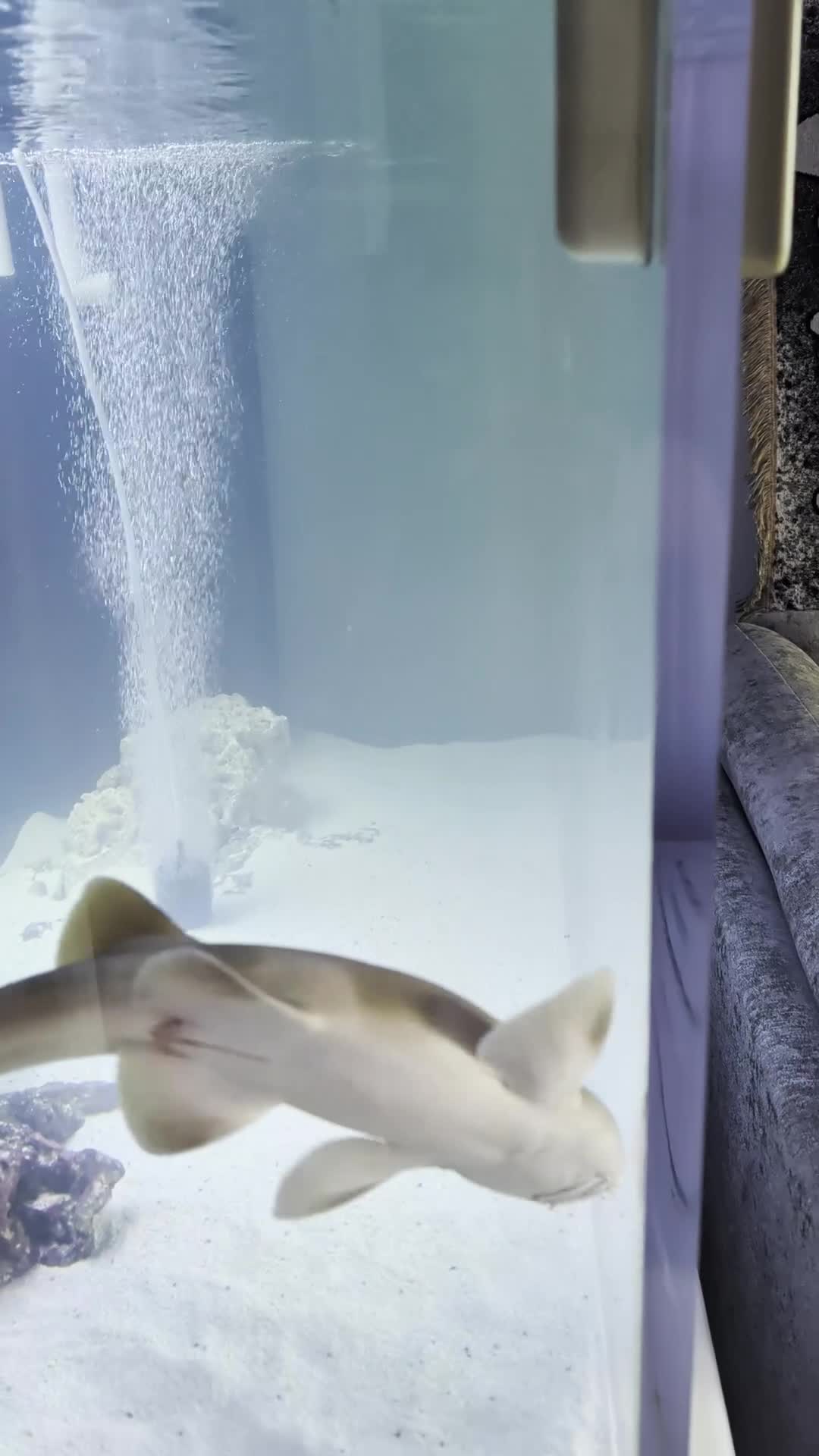 Sharks fish for sale: Banded bamboo shark - Video 2