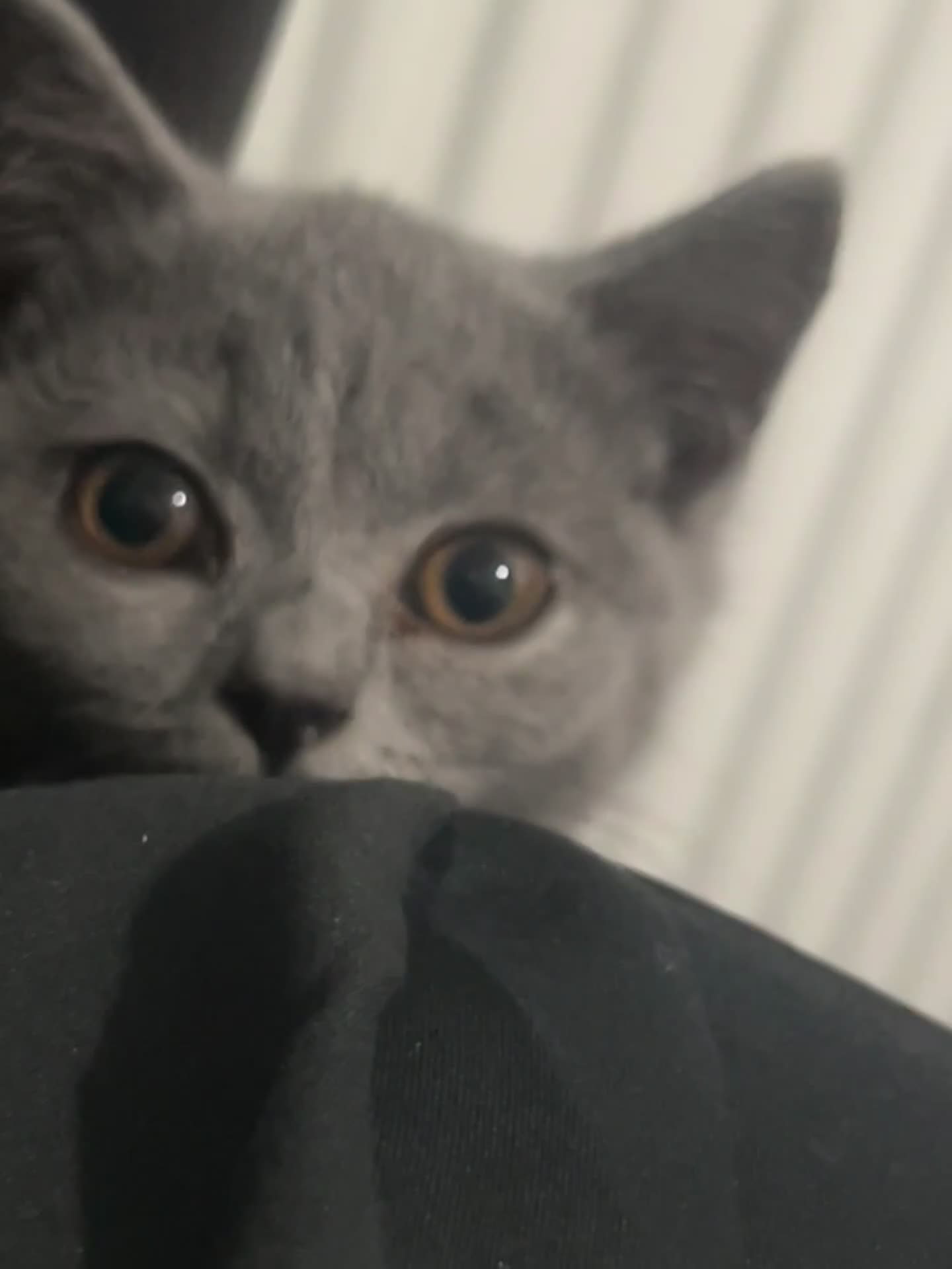 British Shorthair cats for sale: Cute cat - Video 1