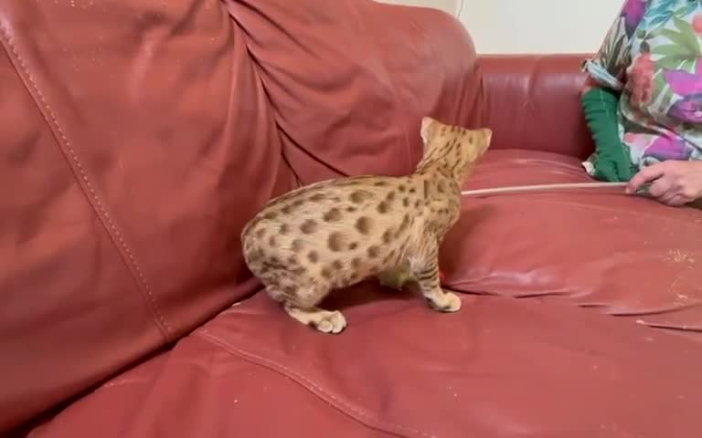 Savannah cats for sale: Cinnamon F4  savannah female & male kittens, TICA  in Spalding - Video 2