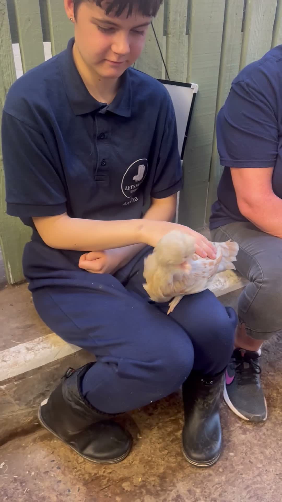 Chickens poultry for sale: Let’s Farm Poultry  - Video 2