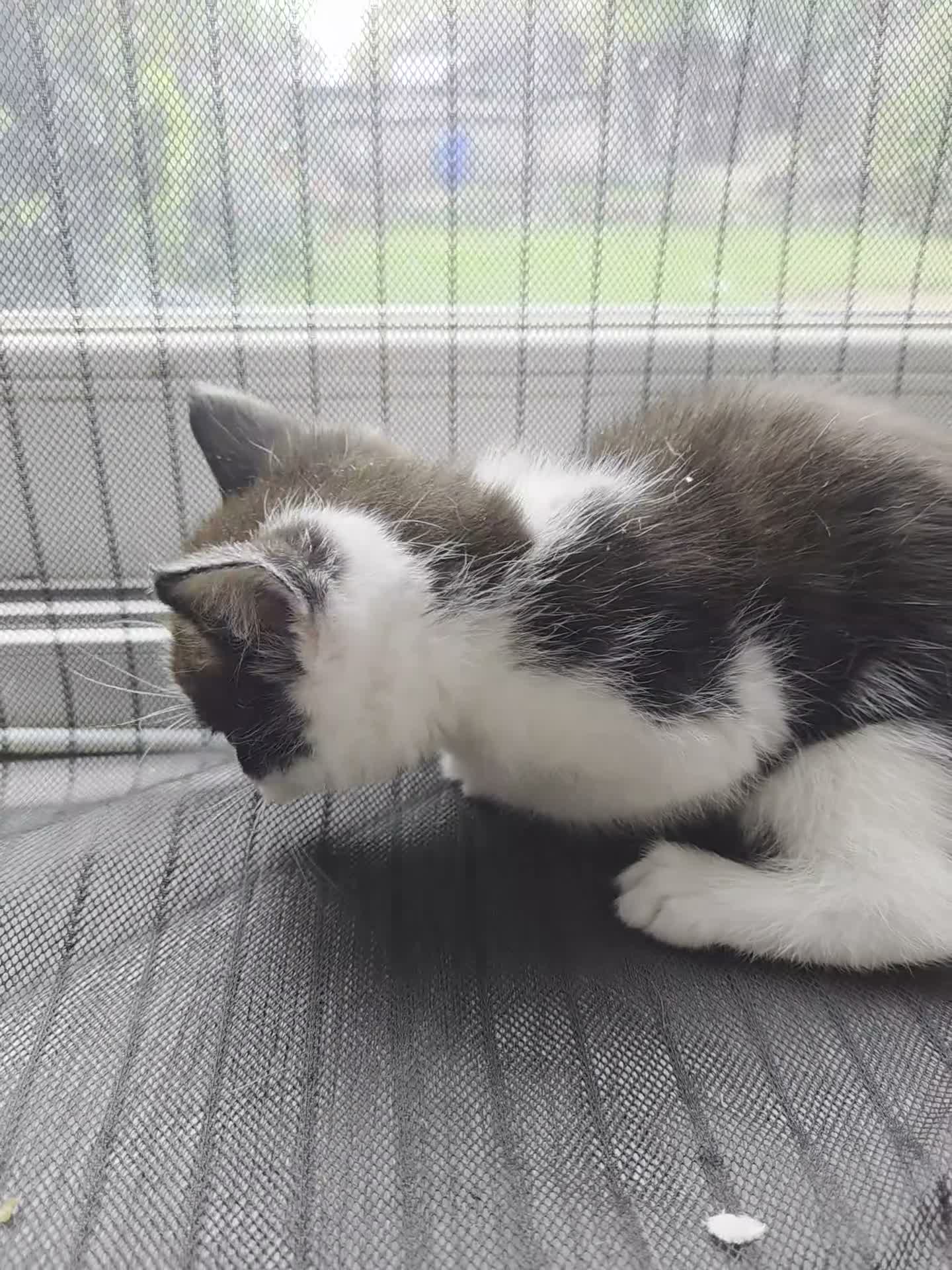 Mixed Breed cats for sale: 4 Beautiful Kittens Looking for Loving Homes - Video 1