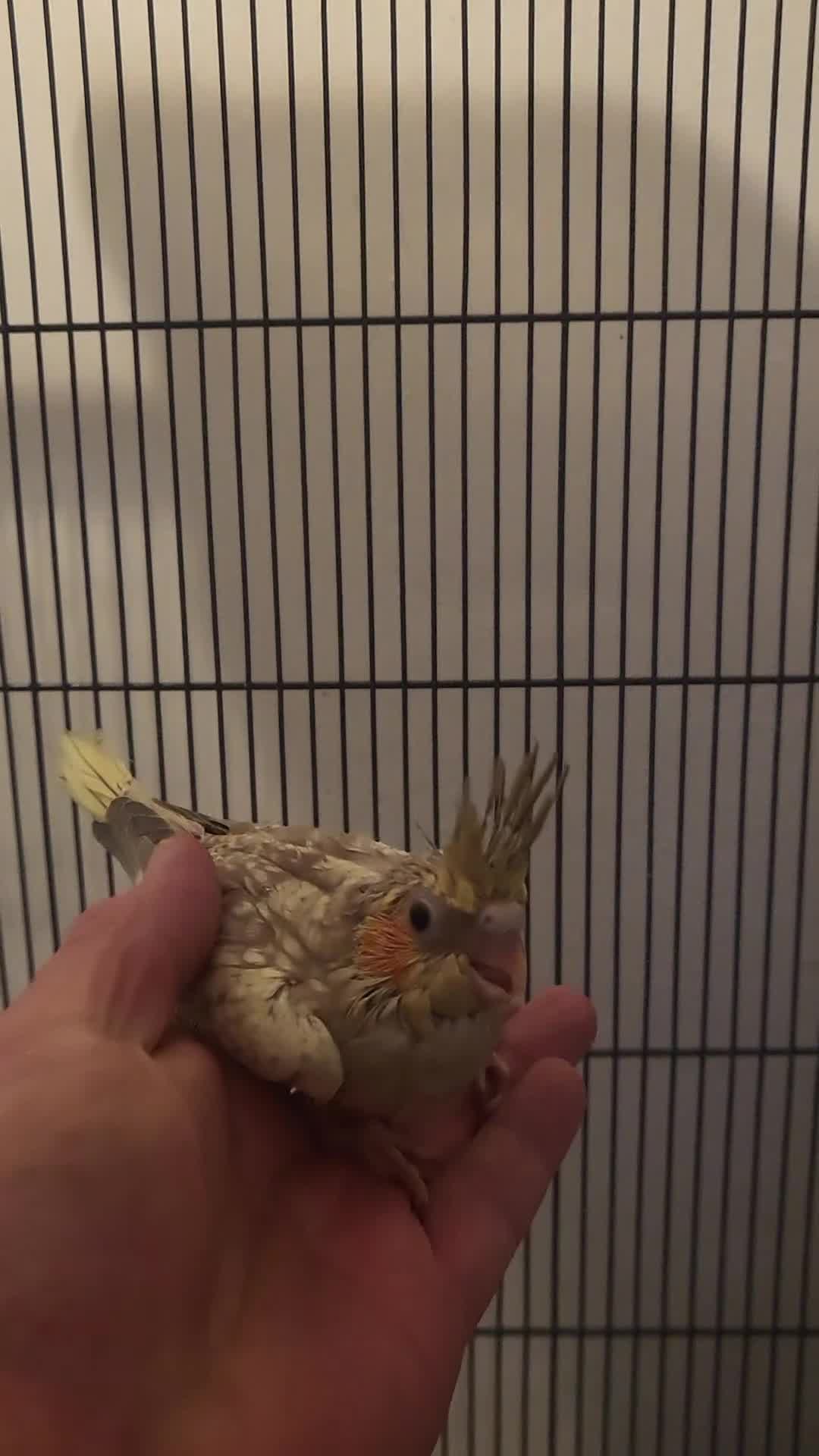 Cockatiels birds for sale: Deposit secures - Video 1