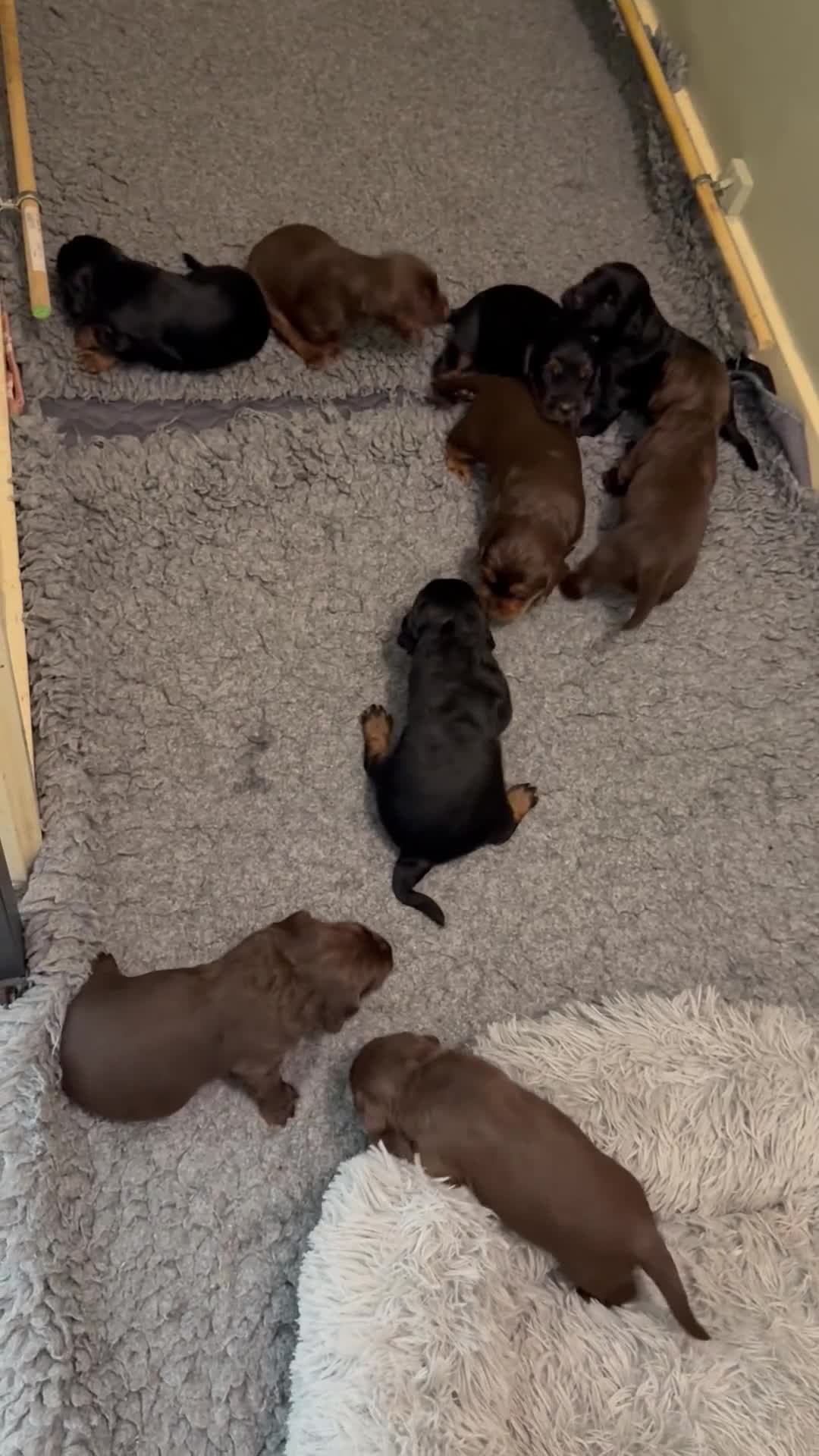 Sprocker dogs for sale: Beautiful Sprocker puppies  - Video 2