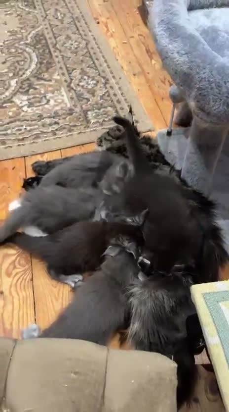 Maine Coon cats for sale: TICA-Registered Silver Maine Coon Kittens - Video 1