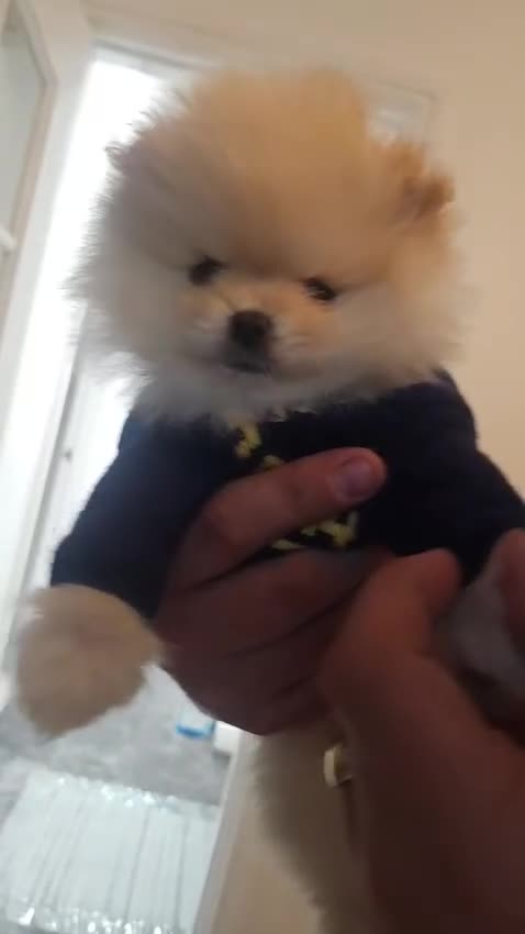 Pomeranian dogs for sale: ✨ Beautiful Cream Pomeranian Puppy both Parents  - Video 1