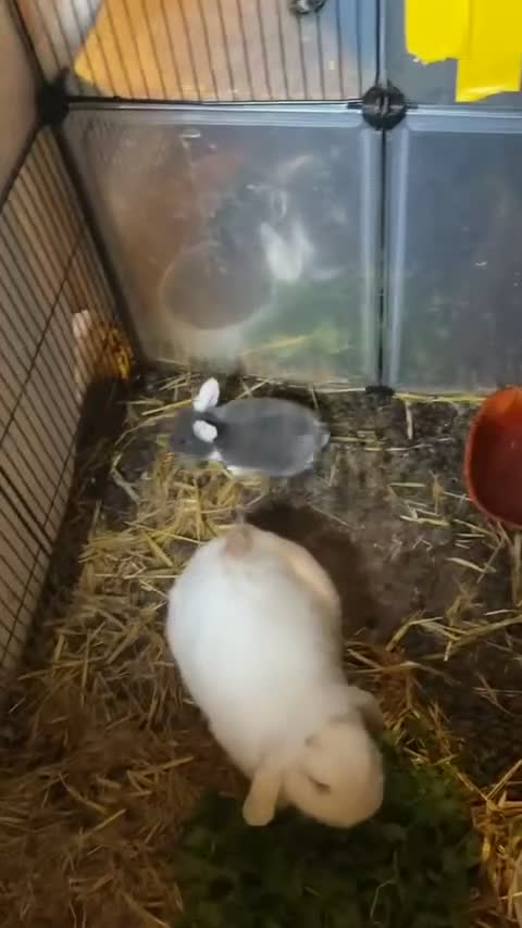 New Zealand rabbits for sale: Rabbits - Video 1