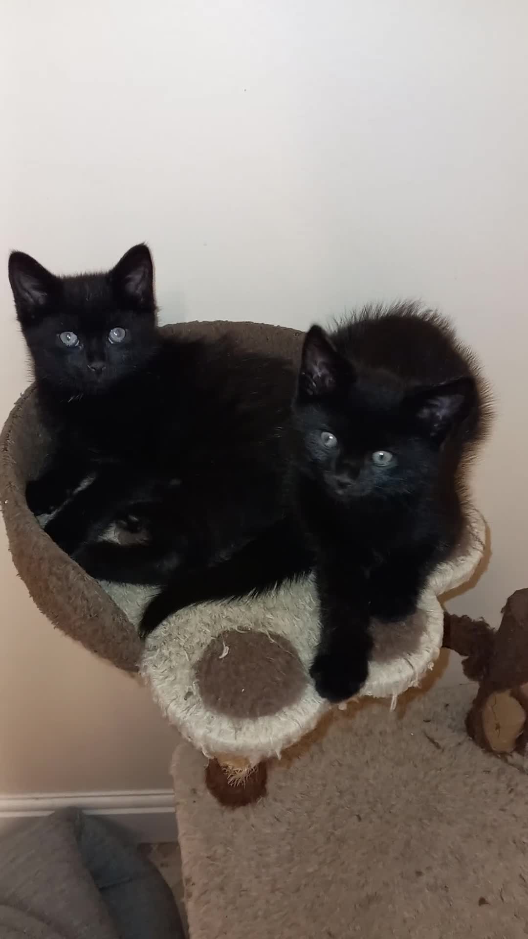 Mixed Breed cats for sale: 3 playful kittens  - Video 1