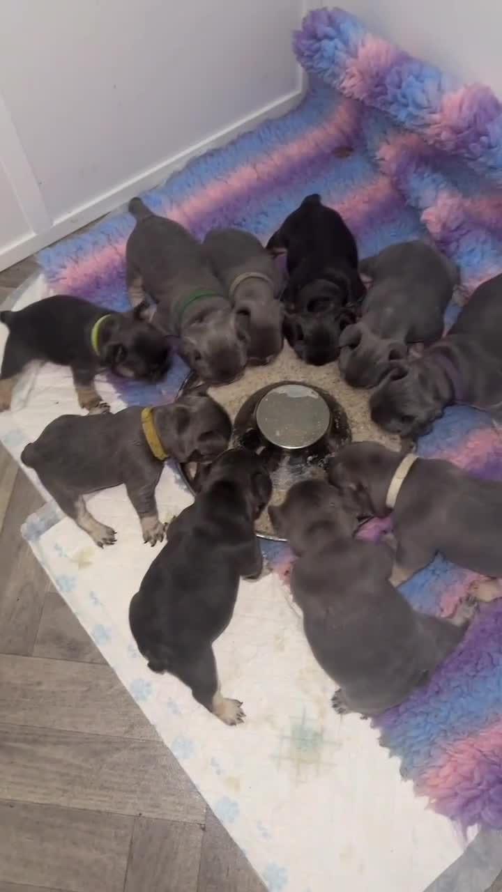 French Bulldog dogs for sale: 2 litters available from Natk9 clinic *JESUS PUPS* - Video 1