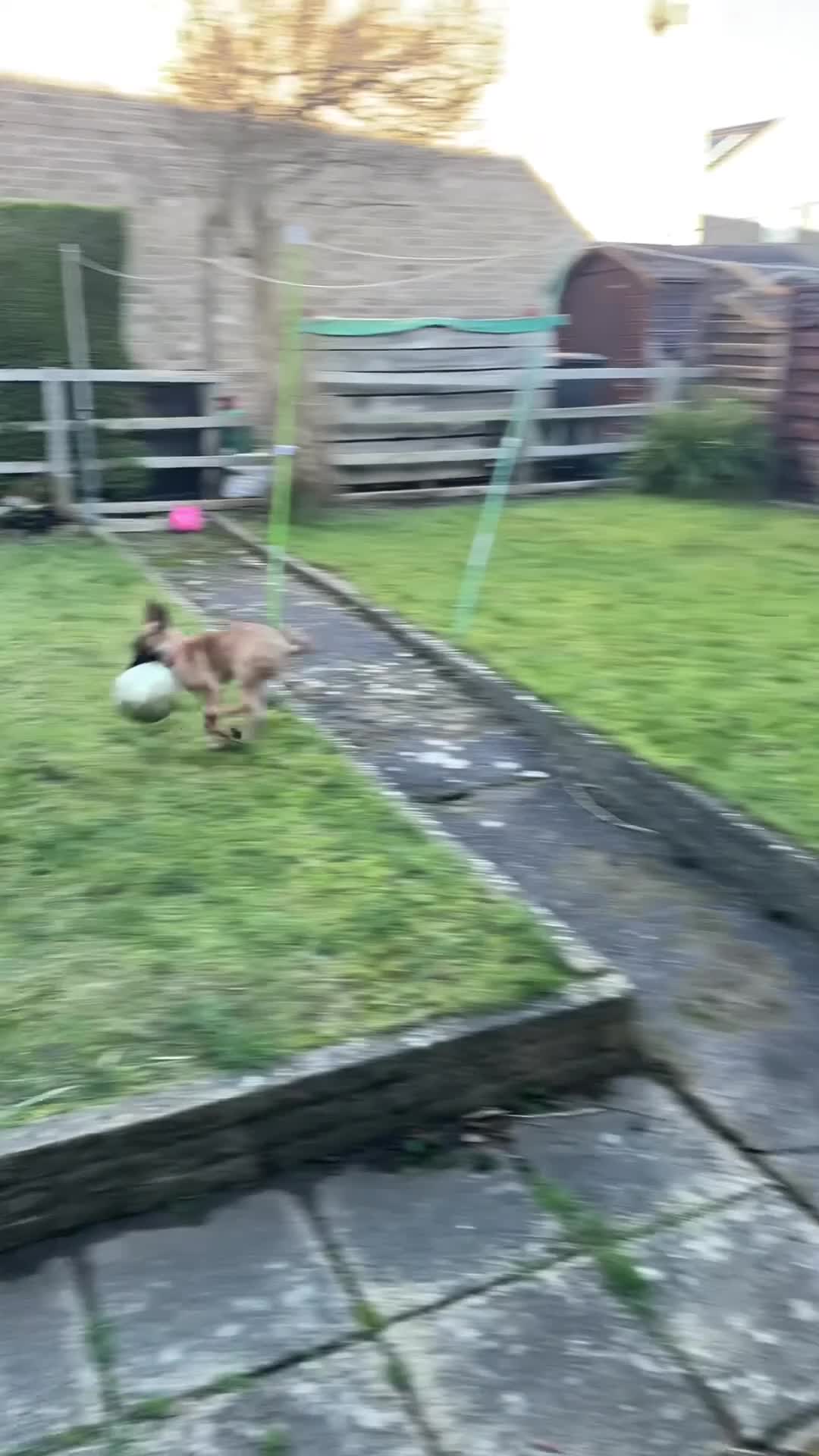 Belgian Shepherd Dog dogs for sale: Belgian shepherdpup for sale - Video 1