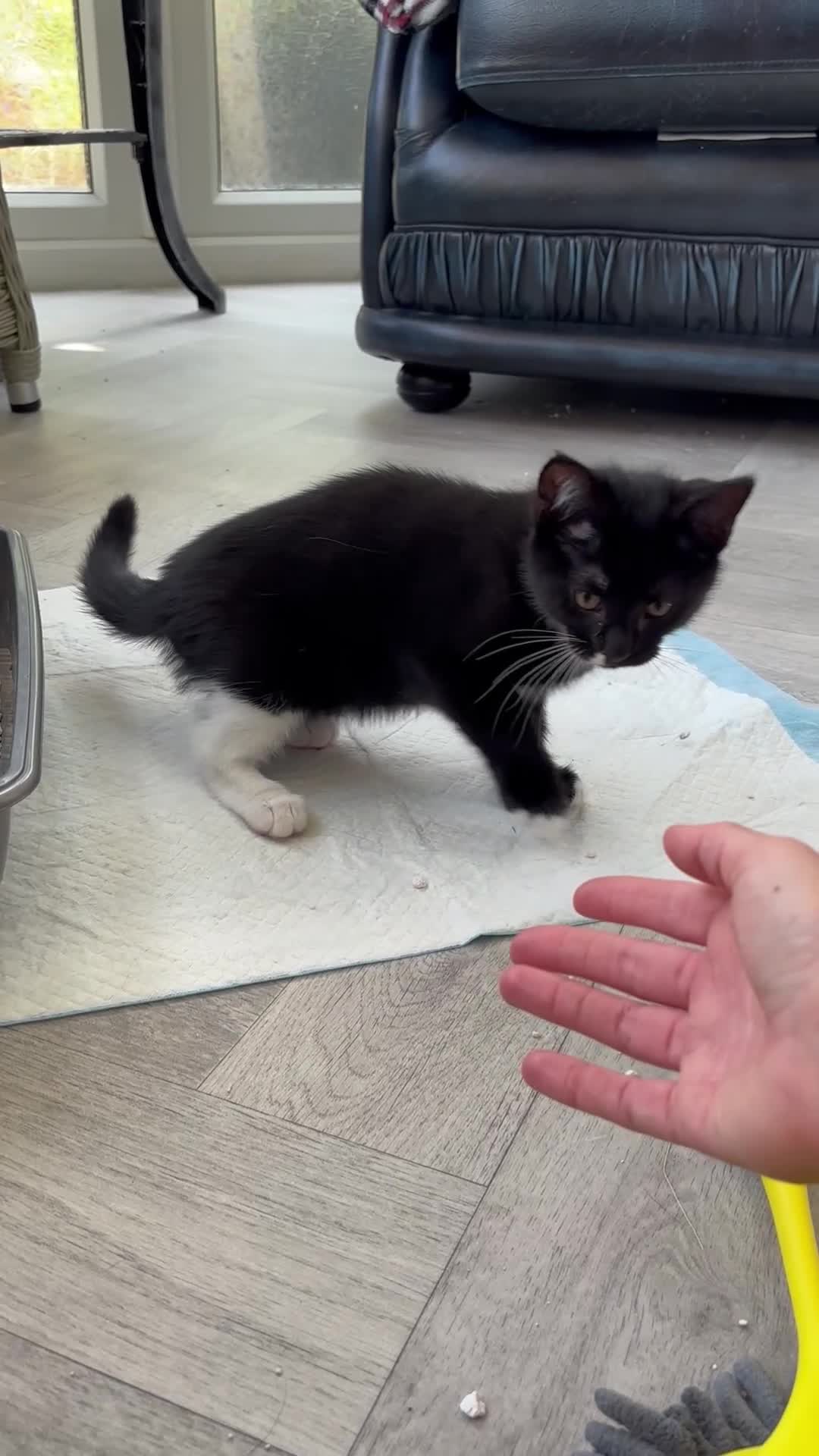 Maine Coon cats for sale: Beautiful maine coon kittens 3 girls - Video 1
