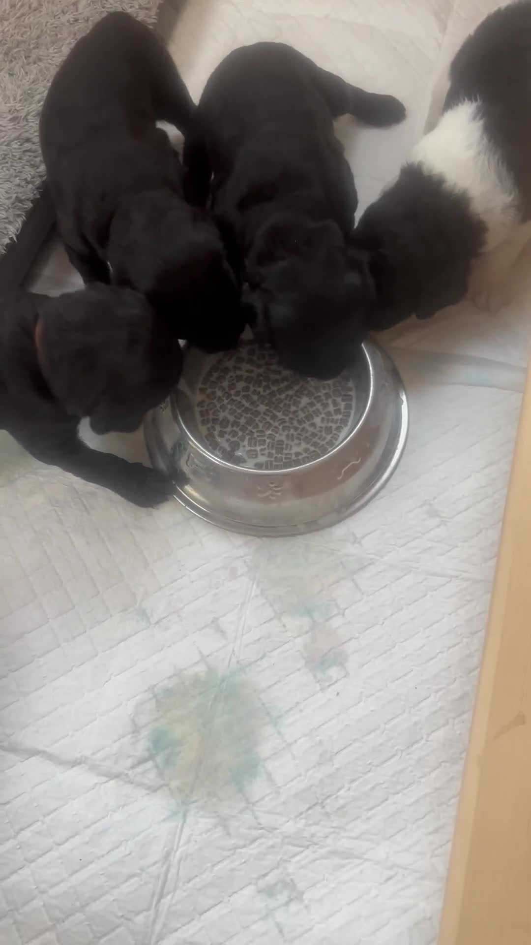 Mixed Breed dogs for sale: Gordondoodle  - Video 1