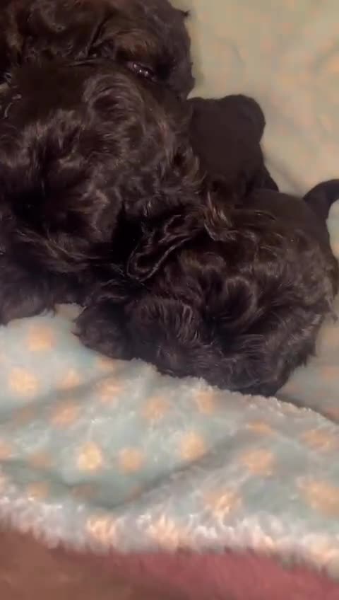 Shihpoo dogs for sale: Beautiful Shihpoos 🐶🐾 - Video 2