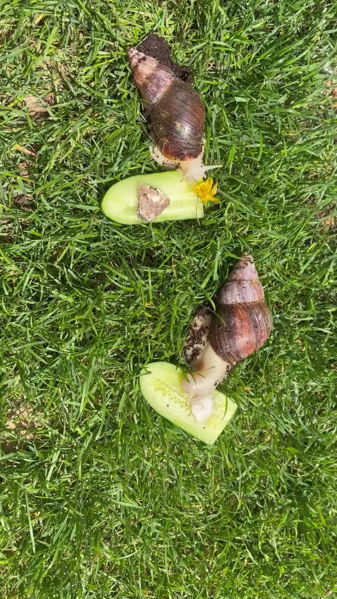Snails invertebrates for sale: 2 Giant African Land Snails 🐌🐌 - Video 1