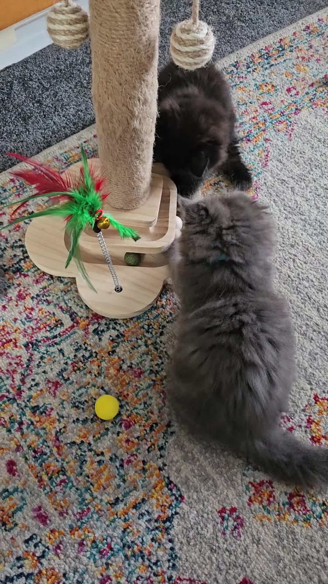 Mixed Breed cats for sale: Ragdoll cross extra fluffy kittens - Video 1