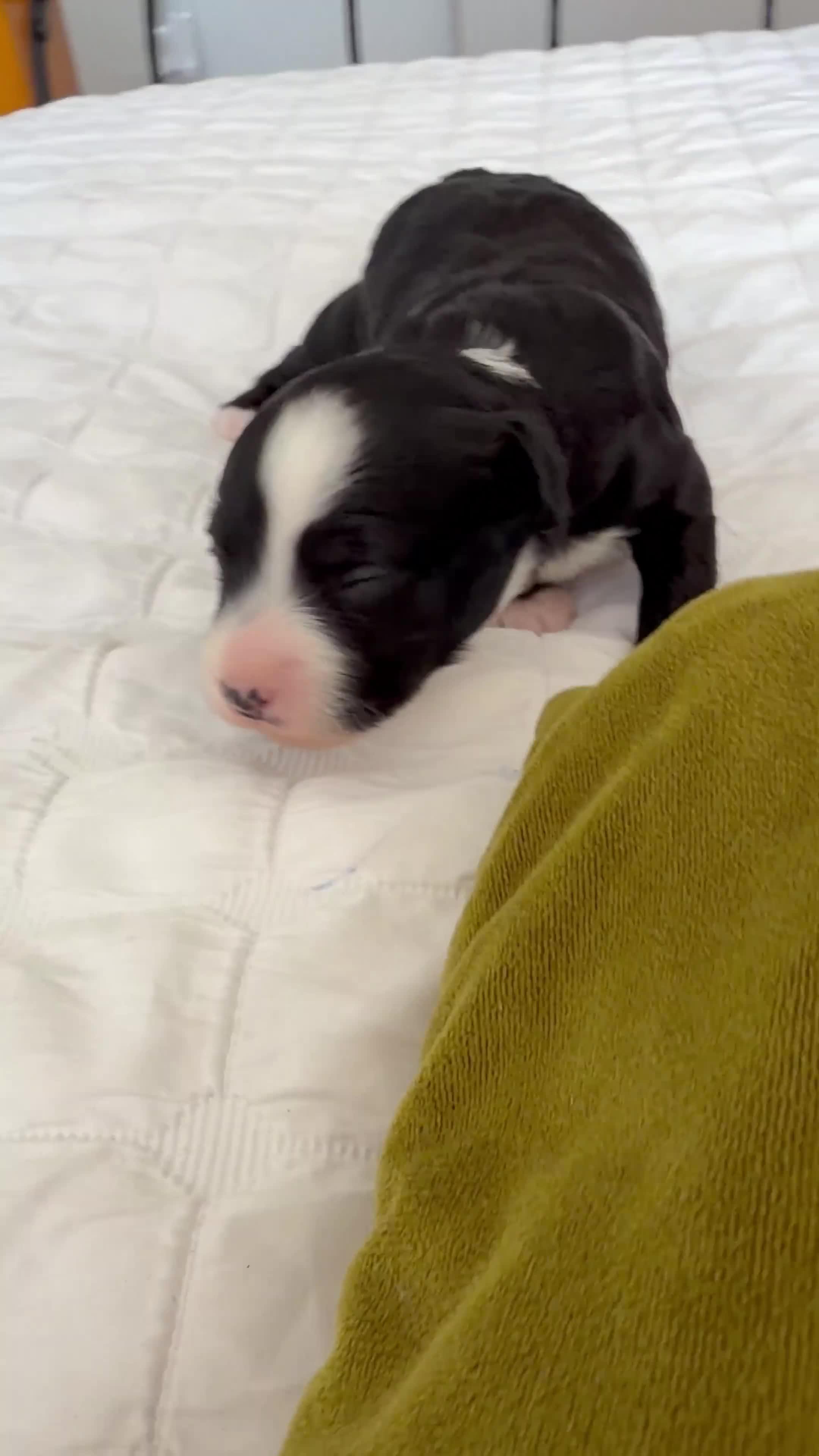 Chinese Crested dogs for sale: Pure breed Chinese Crested  - Video 5