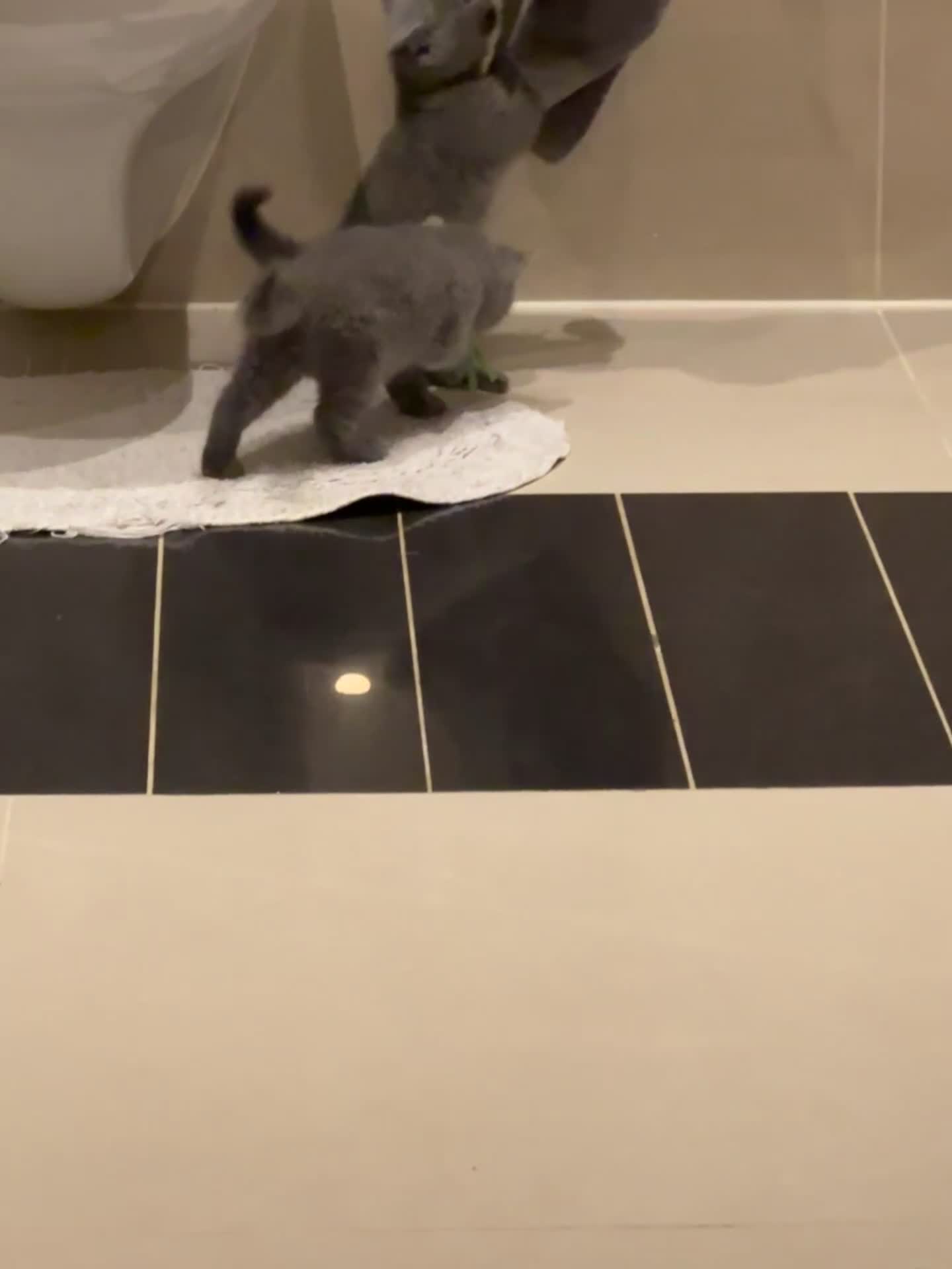 British Shorthair cats for sale: My 5 soft and fluffy BSH kitten looking a new home - Video 3
