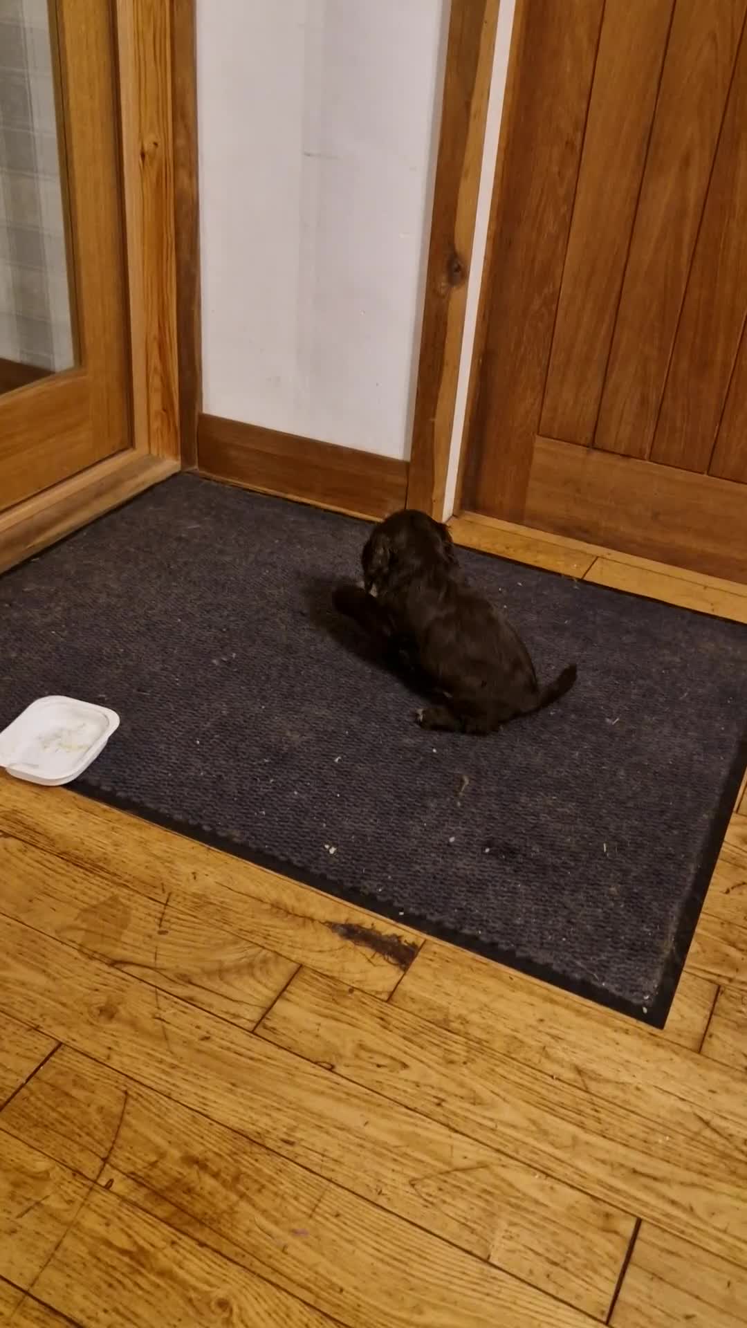 Cocker Spaniel dogs for sale: KC REG CHUNKY GORGEOUS COCKER PUPS - Video 1