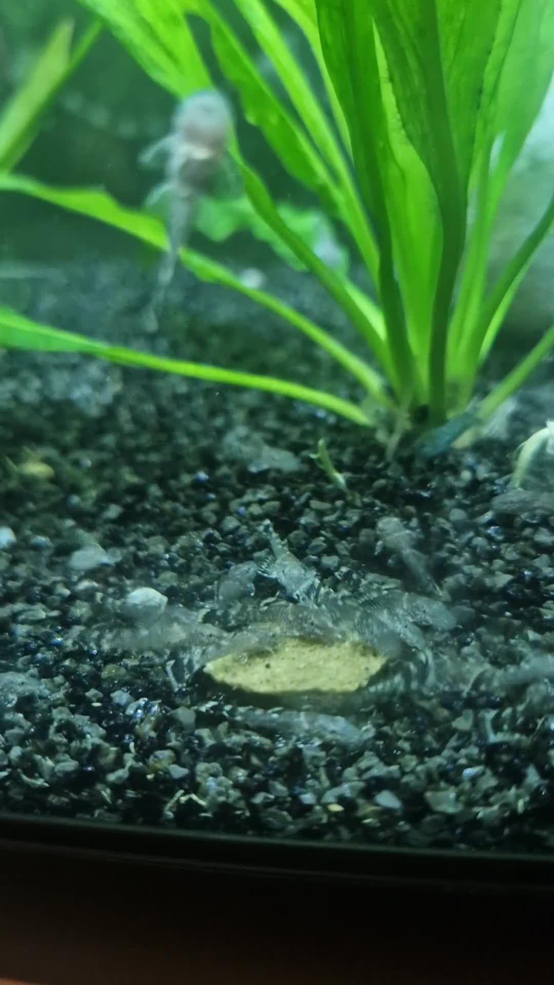 Plecos fish for sale: Baby Bristlenose Plecos - Video 1