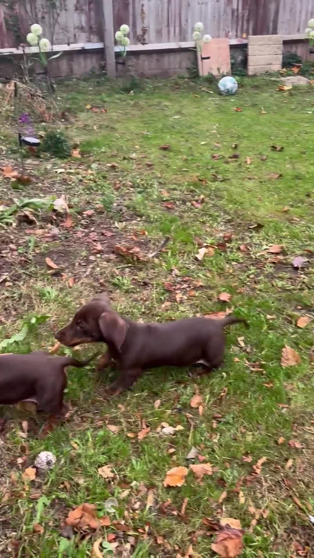 Miniature Dachshund dogs for sale: Stunning mini sausages!  - Video 1