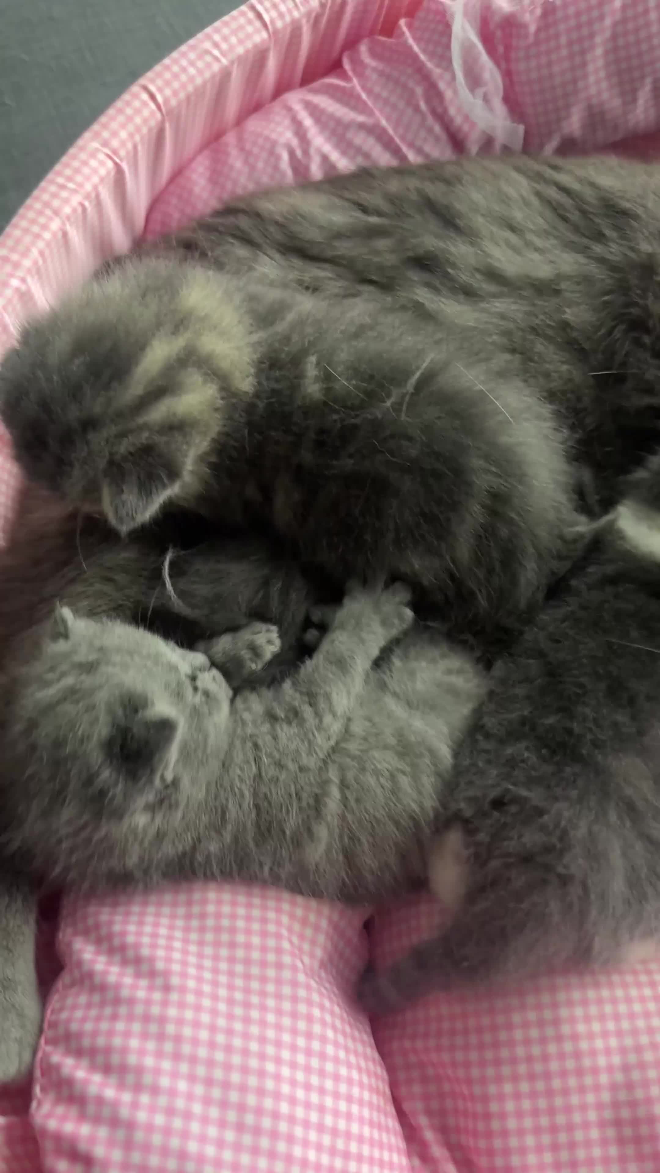 British Shorthair cats for sale: Ready for reservations British  - Video 1