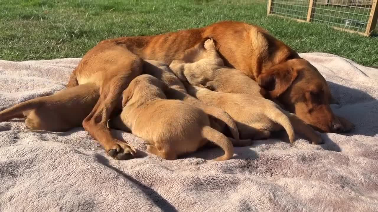 Labrador Retriever dogs for sale: Gorgeous Fox Red Labrador Puppies - KC Reg. - Video 1