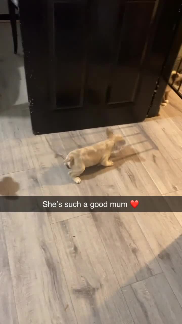 French Bulldog dogs for sale: 11- week old - Last pup left 🐾 ❤️  - Video 3