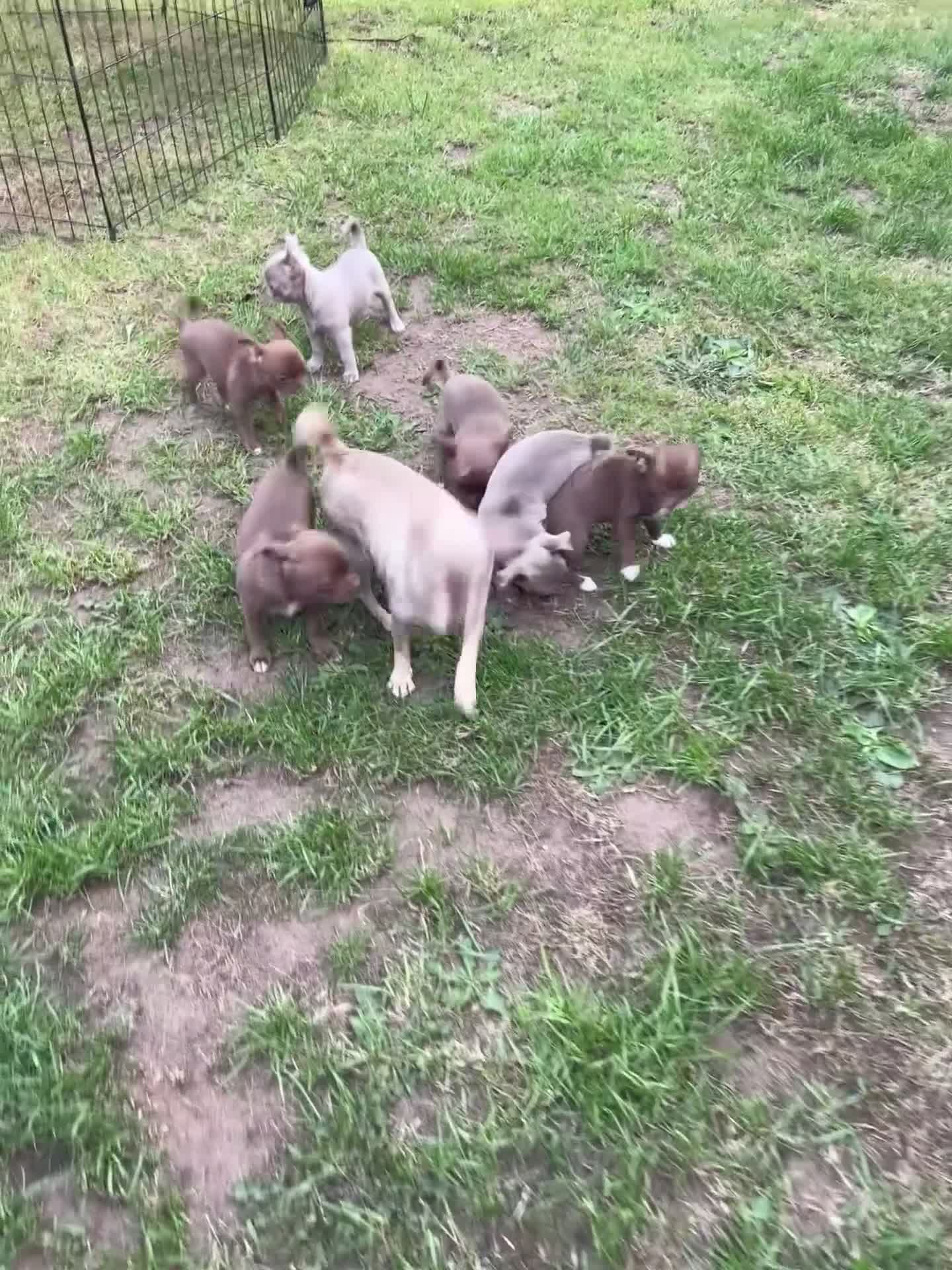 Chihuahua dogs for sale: LAST BOY.. KC registered, STUNNING, READY NOW - Video 1
