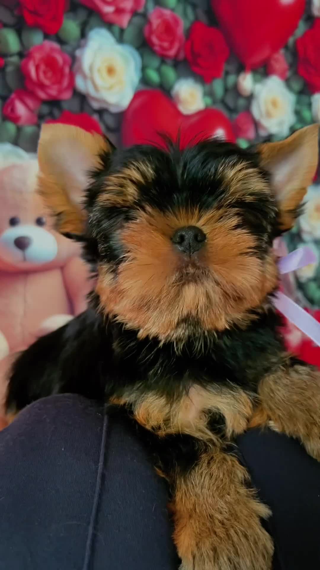 Yorkshire Terrier dogs for sale: Top Quality KC Reg Yorkshire Terrier Puppies - Video 1