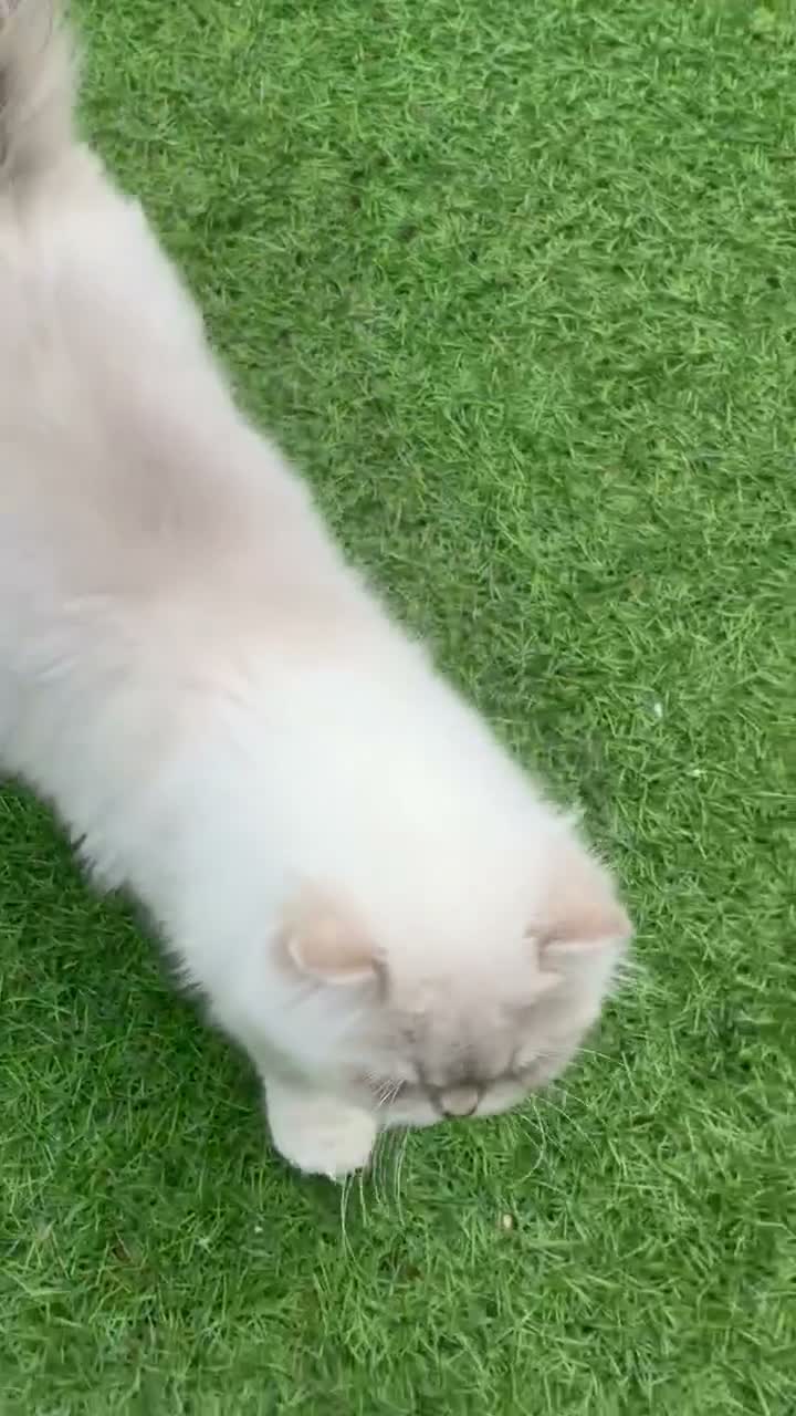 Scottish Fold cats for stud: Stunning Scottish Straight Longhair Golden Point  - Video 1