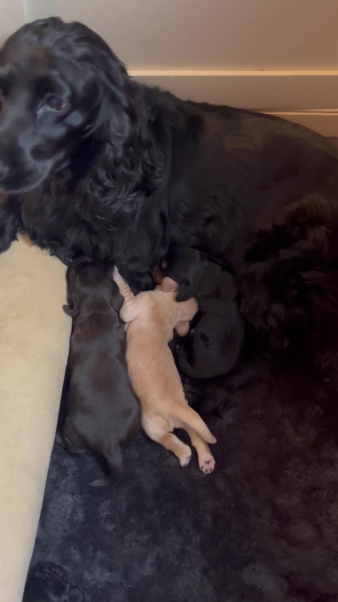Cocker Spaniel dogs for sale: Cocker Spaniel puppies - Video 1