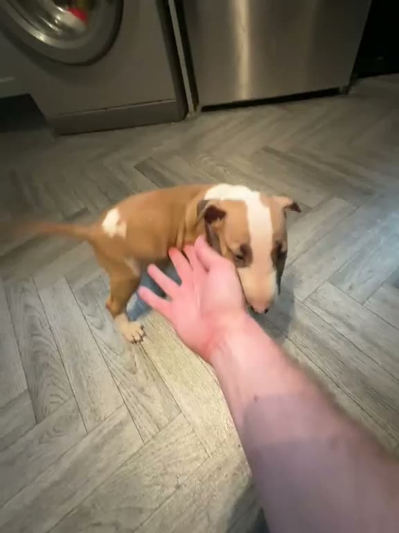 Bull Terrier dogs for sale: 4 month old male EBT  - Video 1