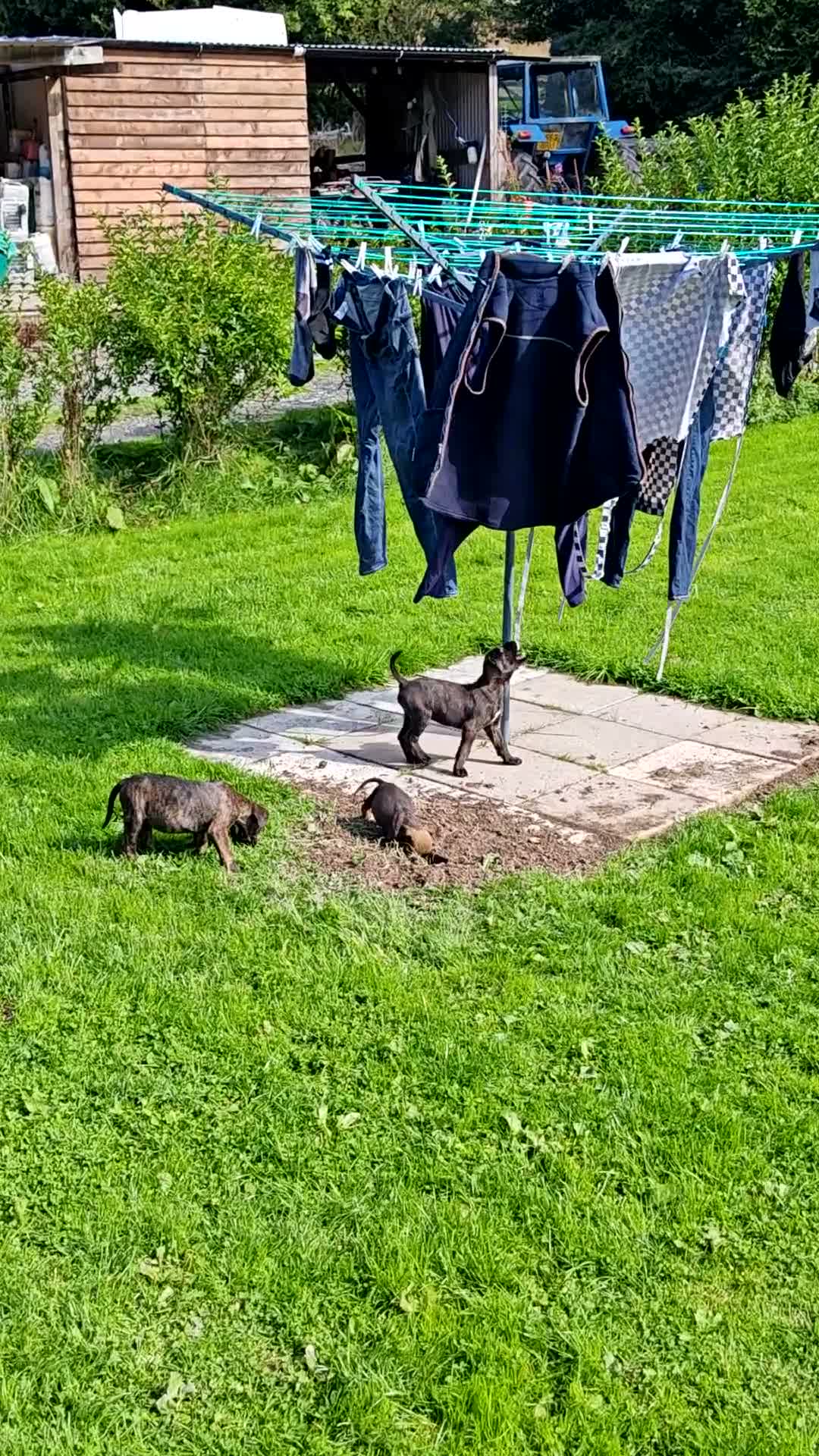 Boxer dogs for sale: Boxer pups only 3 boys left - Video 1