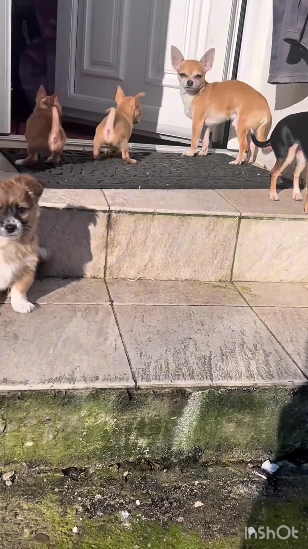 Pomchi dogs for sale: 5 Pomchi pups available now in Omagh - Video 1