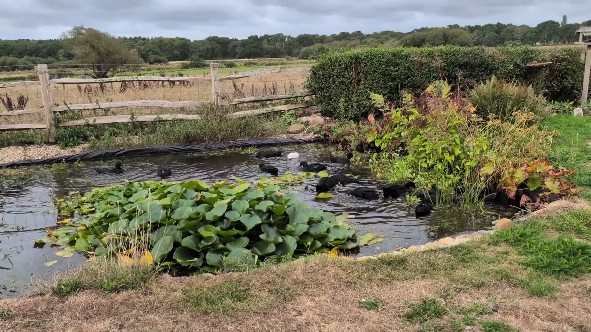 Ducks poultry for sale: Beautiful Cayuga ducks available  - Video 2