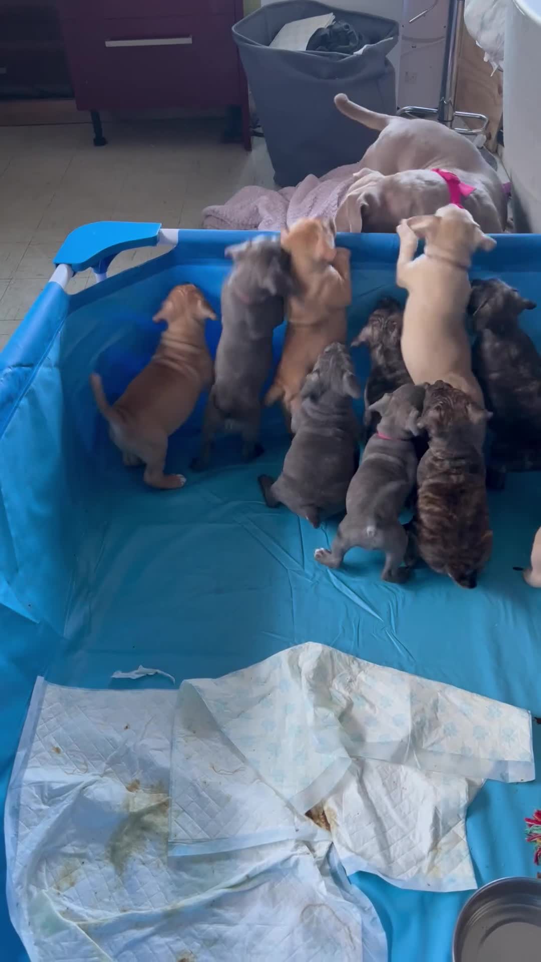 Mixed Breed dogs for sale: Pocket bully (mom) x staffy - Video 2
