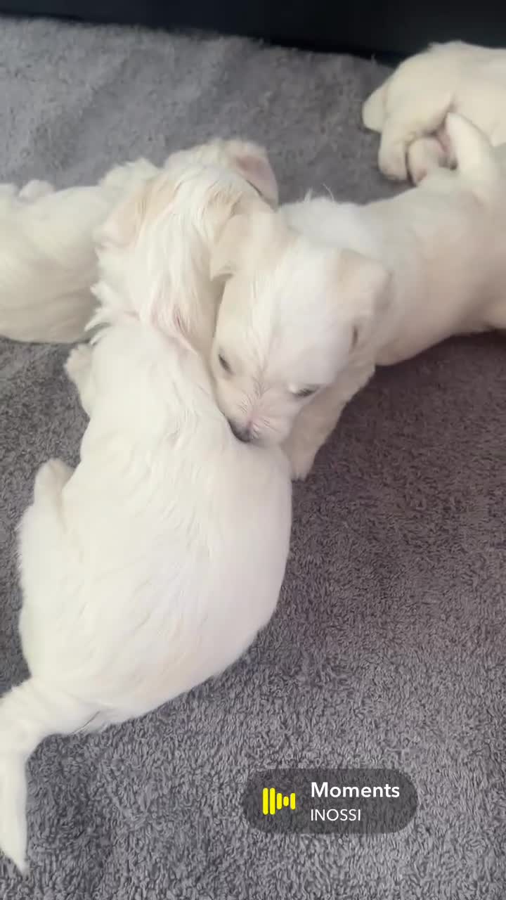 Maltese dogs for sale: 🤍 Beautiful Maltese Puppies – Ready to Reserve 🤍 - Video 2