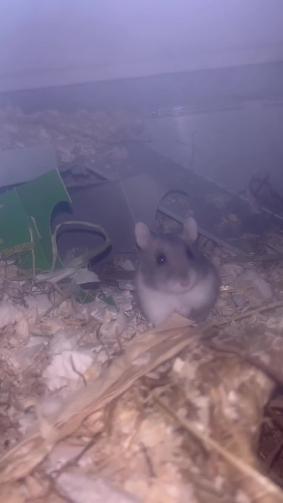Hamster rodents for sale: Dwarf hamster - Video 3