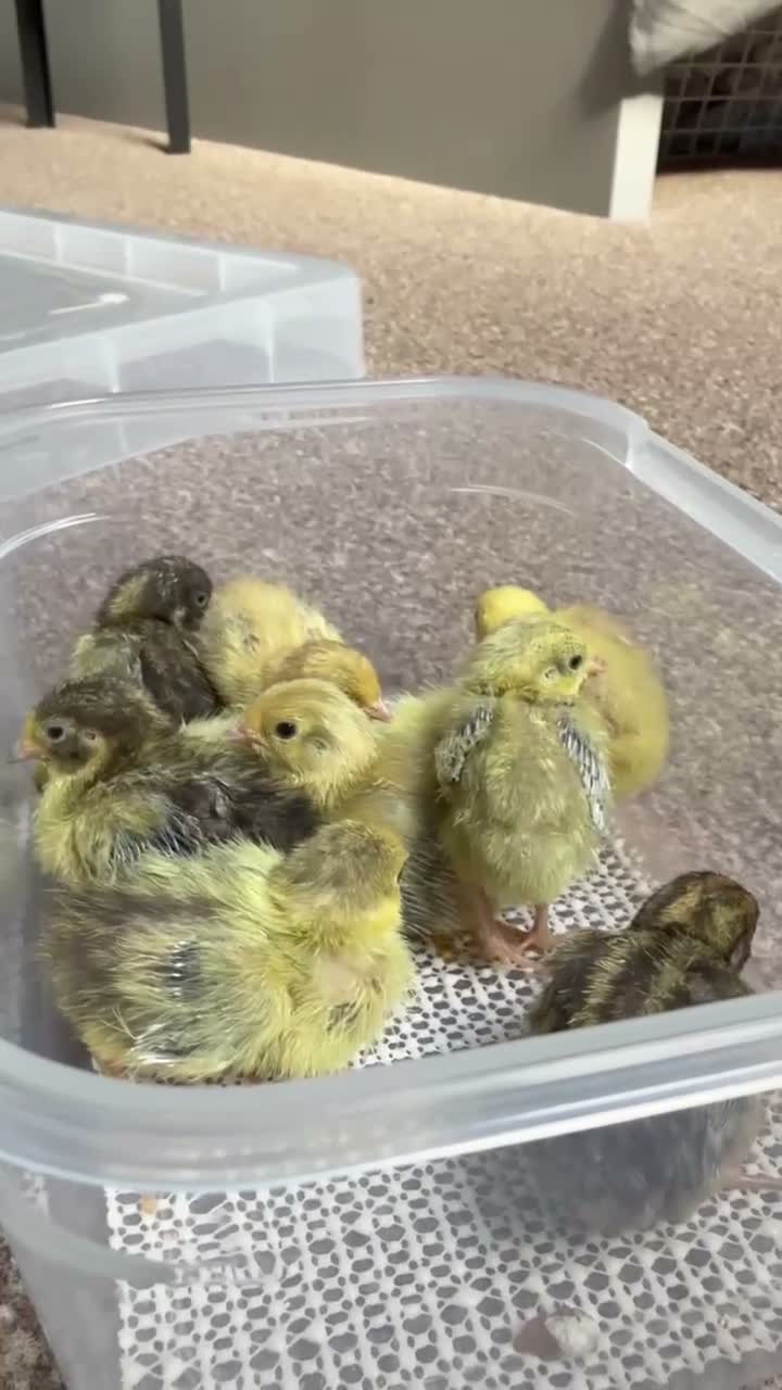 Quail poultry for sale: Gorgeous mixed button quail in Swansea - Video 1