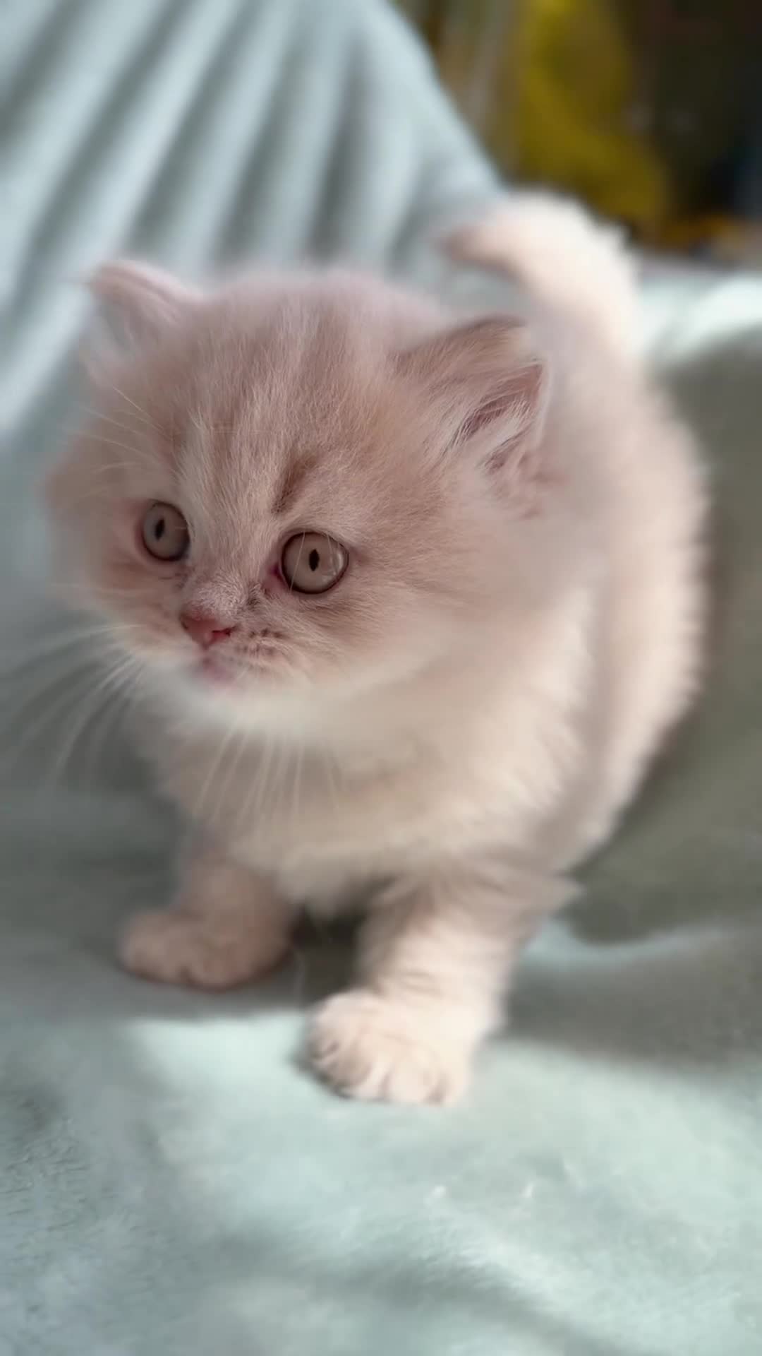 British Longhair cats for sale: 🎀Last longhair girl available from this litter.  - Video 3