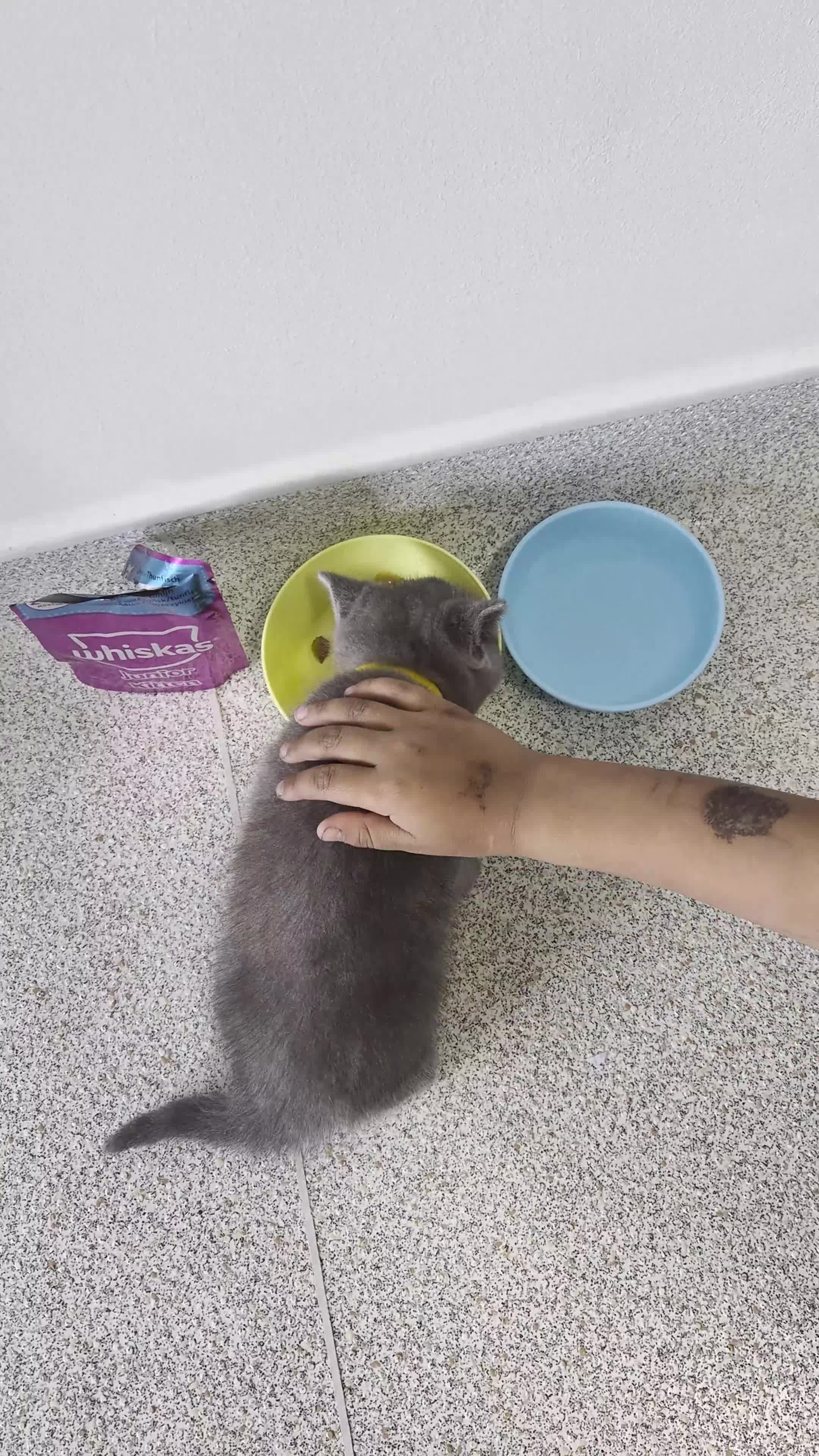 British Shorthair cats for sale: GORGEOUS BOY KITTEN  - Video 1