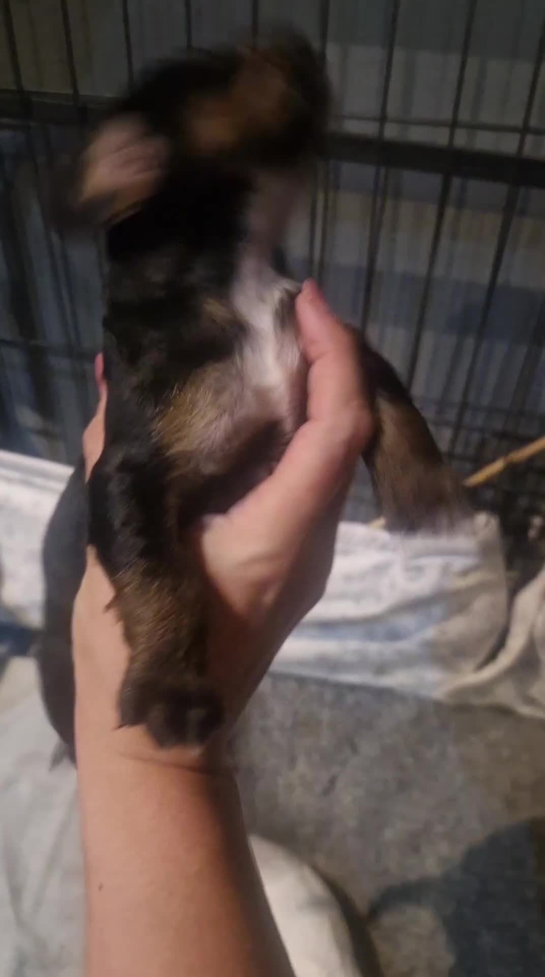 Cocker Spaniel dogs for sale: Stunning kc working cocker spaniels - Video 3