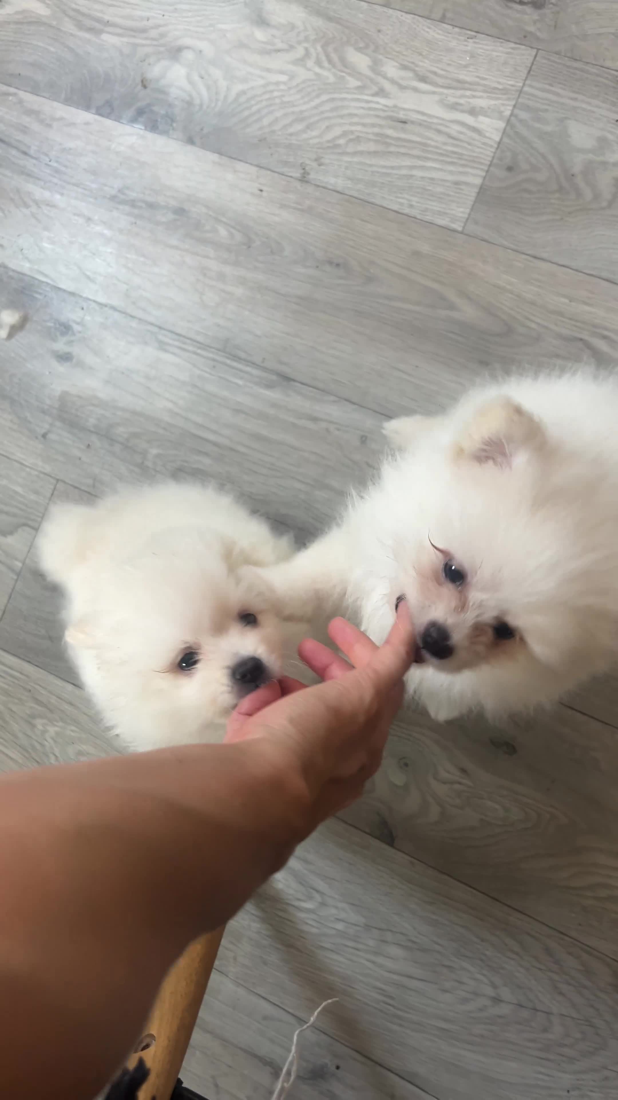 Pomeranian dogs for sale: 3 Pure white Pomeranians - 1 girl 2 boys - Video 1
