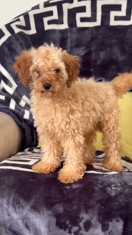 Mixed Breed dogs for sale: Stunning 🤩boy toy poodle for sale  in Pershore - Video 1