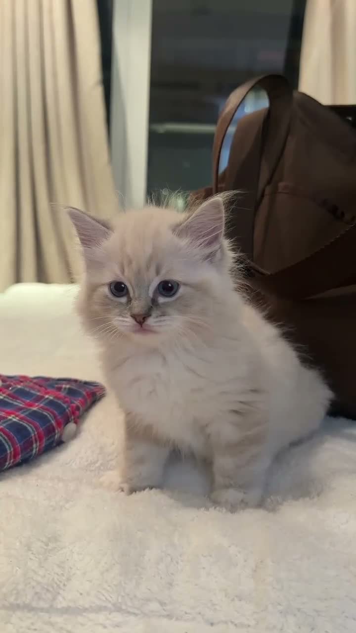 Ragdoll cats for sale: Last female pure ragdoll  - Video 2