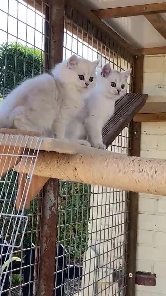 British Longhair cats for sale: ⭐️ BEAUTIFUL BLH & BSH FEMALE KITTENS   ⭐️ - Video 1