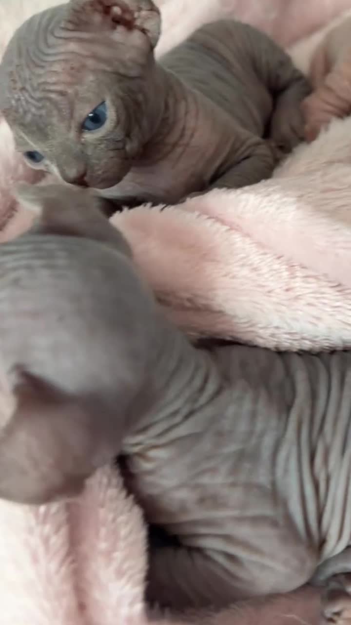 Sphynx cats for sale: Sphynx kittens  - Video 3